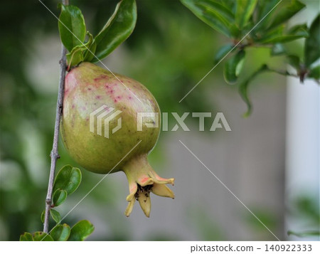 石榴果實 石榴果實 140922333