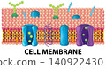 Scientific Diagram of the Fluid Mosaic Model of a Cell Membrane 140922430