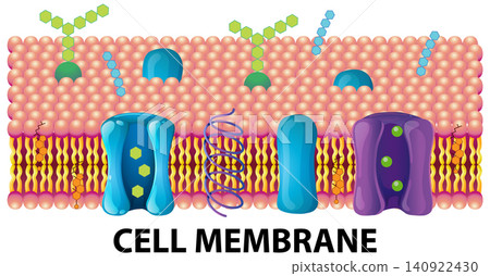 Scientific Diagram of the Fluid Mosaic Model of a Cell Membrane Scientific Diagram of the Fluid Mosaic Model of a Cell Membrane 140922430