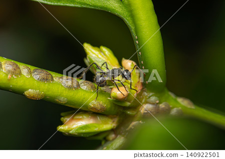 Spiny ant (Polyrhachis furcata) on coffee tree  140922501
