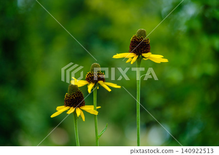 盛開的金光菊－初夏景色 140922513