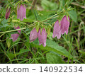 Purple fireflies blooming flowers Purple fireflies blooming flowers 140922534