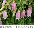 Purple fireflies blooming flowers Purple fireflies blooming flowers 140922535