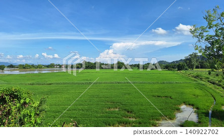 Vibrant green rice paddy field landscape under bright blue sky for rural agricultural background design Vibrant green rice paddy field landscape under bright blue sky for rural agricultural background design 140922702