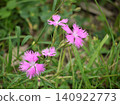 Pink flowers of Dianthus Pink flowers of Dianthus 140922773