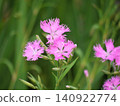Pink flowers of Dianthus Pink flowers of Dianthus 140922774