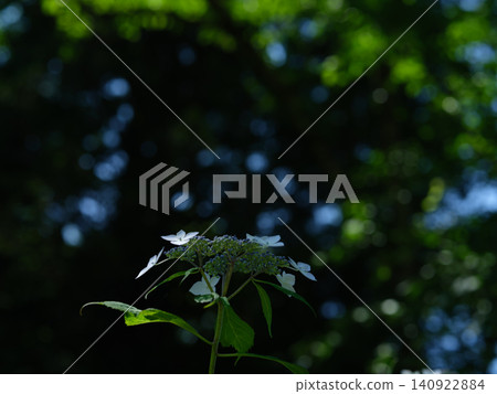 A bokeh effect like a starry sky twinkling in the darkness, and white hydrangea lacecaps. A bokeh effect like a starry sky twinkling in the darkness, and white hydrangea lacecaps. 140922884
