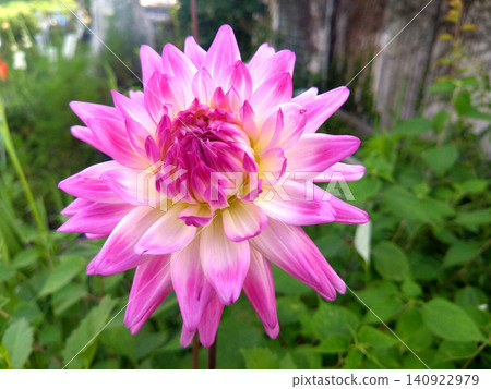 Elegant pink gradient dahlia flowers Elegant pink gradient dahlia flowers 140922979
