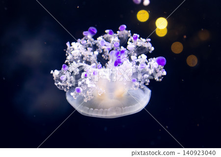 Beautiful Mediterranean jellyfish with purple tentacles in the aquarium tank. Beautiful Mediterranean jellyfish with purple tentacles in the aquarium tank. 140923040