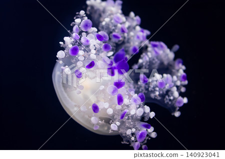 Beautiful Mediterranean jellyfish with purple tentacles in the aquarium tank. Beautiful Mediterranean jellyfish with purple tentacles in the aquarium tank. 140923041