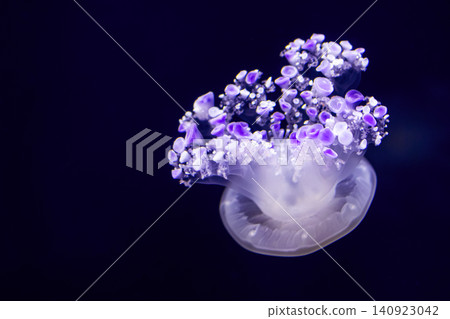 Beautiful Mediterranean jellyfish with purple tentacles in the aquarium tank. Beautiful Mediterranean jellyfish with purple tentacles in the aquarium tank. 140923042