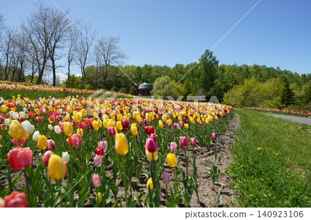 A colorful field of tulips in full bloom at Takino Suzuran Hillside National Park in spring. A colorful field of tulips in full bloom at Takino Suzuran Hillside National Park in spring. 140923106