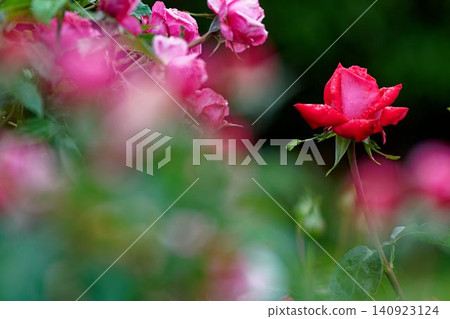 A red rose A red rose 140923124
