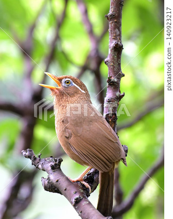 A Chinese Hwamei (Chinese Hwamei) singing in a plum tree. A Chinese Hwamei (Chinese Hwamei) singing in a plum tree. 140923217
