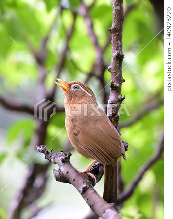 A Chinese Hwamei (Chinese Hwamei) singing in a plum tree. 140923220