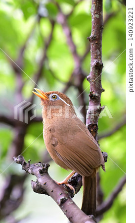 A Chinese Hwamei (Chinese Hwamei) singing in a plum tree. 140923221