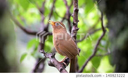 A Chinese Hwamei (Chinese Hwamei) singing in a plum tree. 140923222