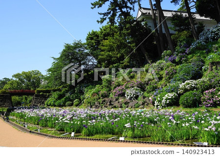 Odawara Castle in June, adorned with blooming hydrangeas and irises: Odawara Castle Hydrangea and Iris Festival Odawara Castle in June, adorned with blooming hydrangeas and irises: Odawara Castle Hydrangea and Iris Festival 140923413