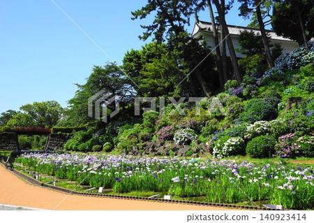 Odawara Castle in June, adorned with blooming hydrangeas and irises: Odawara Castle Hydrangea and Iris Festival (02) Odawara Castle in June, adorned with blooming hydrangeas and irises: Odawara Castle Hydrangea and Iris Festival (02) 140923414
