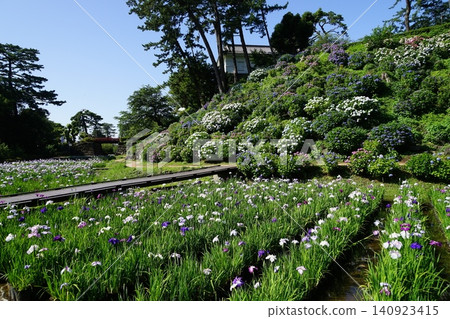 Odawara Castle in June, hydrangeas and irises in full bloom: Odawara Castle Hydrangea and Iris Festival (June 09) Odawara Castle in June, hydrangeas and irises in full bloom: Odawara Castle Hydrangea and Iris Festival (June 09) 140923415
