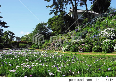 小田原城繡球花和鳶尾花盛開：小田原城繡球花和鳶尾花節，6 月 10 日 140923416