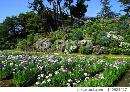 小田原城繡球花和鳶尾花盛開:小田原城繡球花和鳶尾花節,6 月 11 日 小田原城繡球花和鳶尾花盛開:小田原城繡球花和鳶尾花節,6 月 11 日 140923417