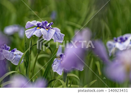 虹膜花園裡盛開著紫色和白色的虹膜花 虹膜花園裡盛開著紫色和白色的虹膜花 140923431