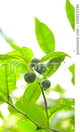 Early summer: Sudachi fruit begins to swell. Early summer: Sudachi fruit begins to swell. 140923596