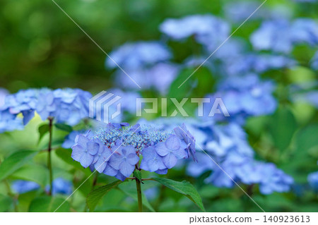 雨季的繡球花在天空的襯托下綻放出鮮豔的色彩 140923613