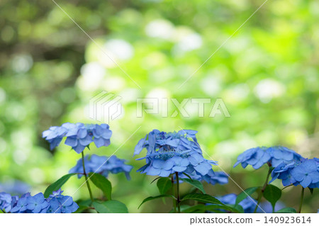 雨季的繡球花在天空的襯托下綻放出鮮豔的色彩 140923614