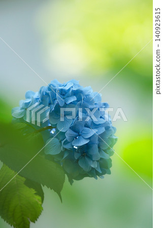 Hydrangeas blooming in vibrant colors under the rainy season sky 140923615