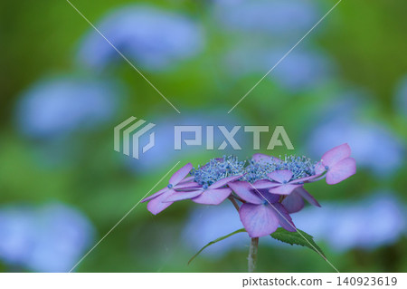雨季的繡球花在天空的襯托下綻放出鮮豔的色彩 雨季的繡球花在天空的襯托下綻放出鮮豔的色彩 140923619