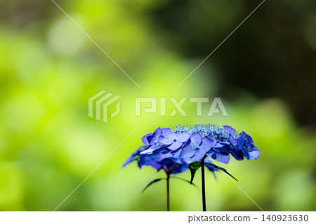 雨季的繡球花在天空的襯托下綻放出鮮豔的色彩 雨季的繡球花在天空的襯托下綻放出鮮豔的色彩 140923630