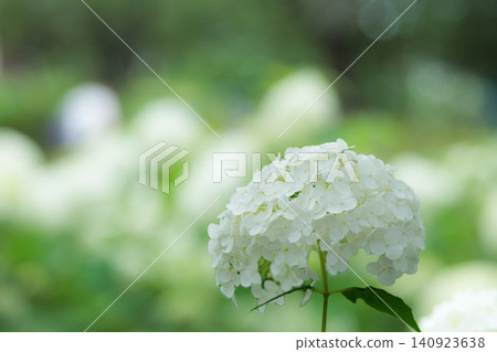 Hydrangeas blooming in vibrant colors under the rainy season sky 140923638