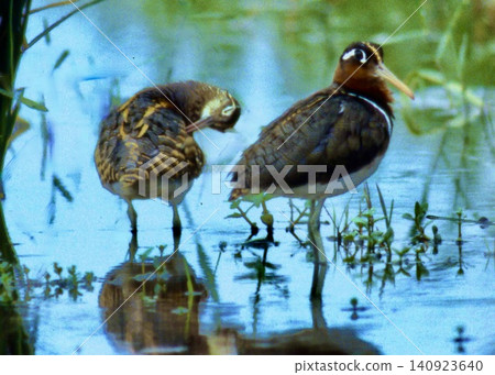A pair of Japanese painted snipes. The male and female's habits and coloration are reversed. A pair of Japanese painted snipes. The male and female's habits and coloration are reversed. 140923640