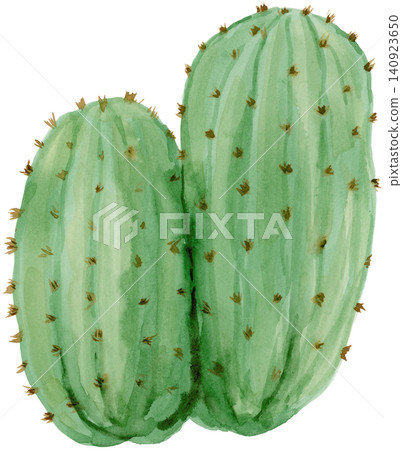 Watercolor Green Barrel Cactus Hand Painted Element Watercolor Green Barrel Cactus Hand Painted Element 140923650