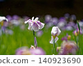 Purple iris flowers are blooming in the iris garden 140923690