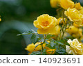 Yellow rose 140923691