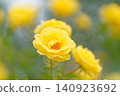 Yellow rose 140923692