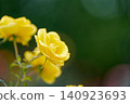 Yellow rose 140923693