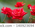 Red rose wet in the rain 140923694