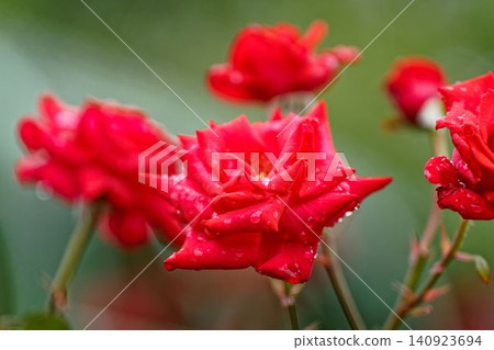 Red rose wet in the rain Red rose wet in the rain 140923694