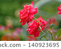 Red rose wet in the rain 140923695