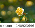Yellow rose 140923696