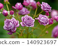 A rose named "Shinoburedo" 140923697