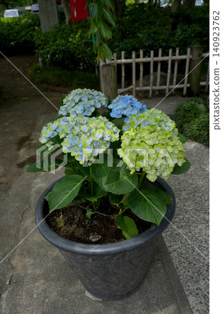 Hydrangea flower Hydrangea flower 140923762