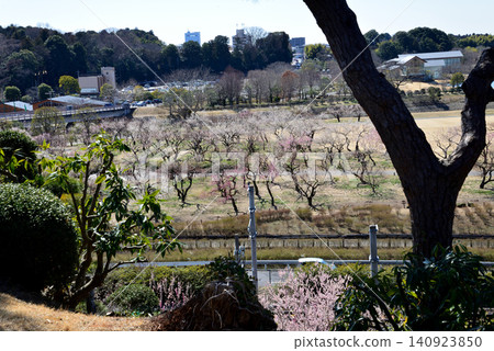 Mito Plum Blossom Festival, March 12, 2026, #108 Mito Plum Blossom Festival, March 12, 2026, #108 140923850