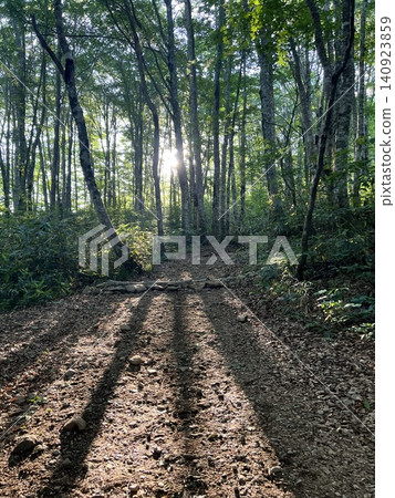 A beech forest bathed in the morning sun A beech forest bathed in the morning sun 140923859
