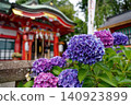 Hydrangeas blooming in the shrine grounds 140923899