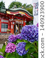 Hydrangea blooming in the precincts 140923900